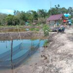 Tambak di Babulu Laut, PPU.
