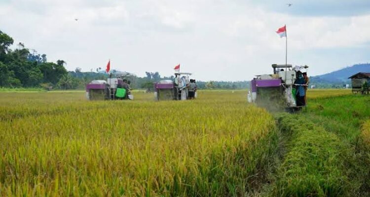 Sejumlah daerah di Berau menjadi andalan dalam sektor pertanian.