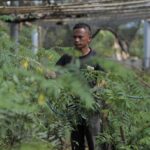 Salah seorang Warga Desa Bojongkapol, Kecamatan Bojonggambir, Kabupaten Tasikmalaya, Jawa Barat sedang menyiapkan bibit pohon indigofera yang nantinya akan ditanami pada lahan kritis sehingga menjadi lebih hijau dan produktif.