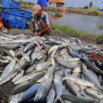 Harga ikan di wilayah Berau mulai melambung.