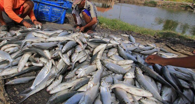 Harga ikan di wilayah Berau mulai melambung.