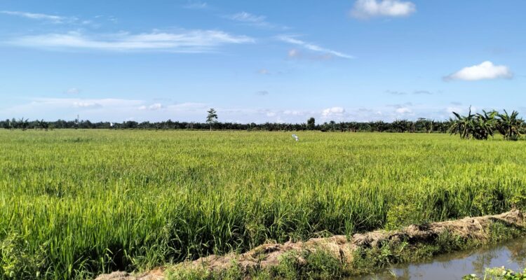 Persawahan di wilayah Kabupaten PPU.