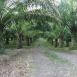 Lahan sawit di Kabupaten Berau. (istimewa)