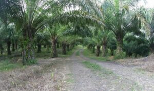 Lahan sawit di Kabupaten Berau. (istimewa)