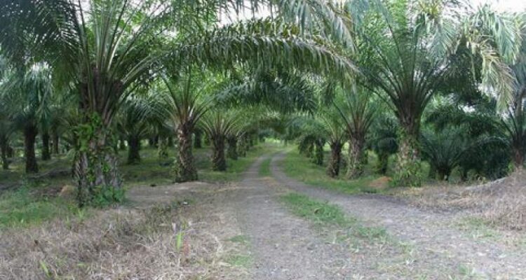Lahan sawit di Kabupaten Berau. (istimewa)
