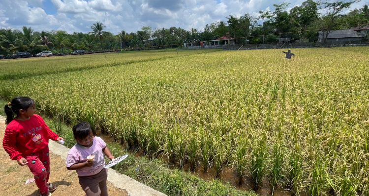 ILUSTRASI - Area persawahan produktif di Kabupaten Kutai Kartanegara (Kukar) yang terus dikembangkan sebagai penyangga ketahanan pangan Kaltim.