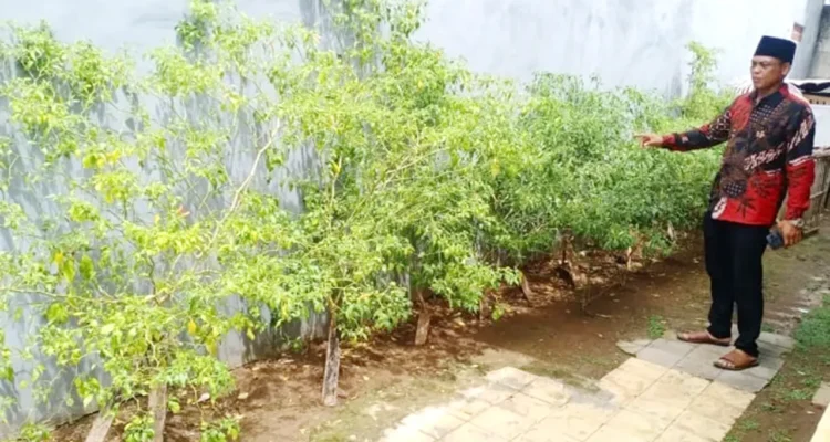 Ilustrasi pemanfaatan pekarangan rumah untuk menanam cabai. (istimewa)